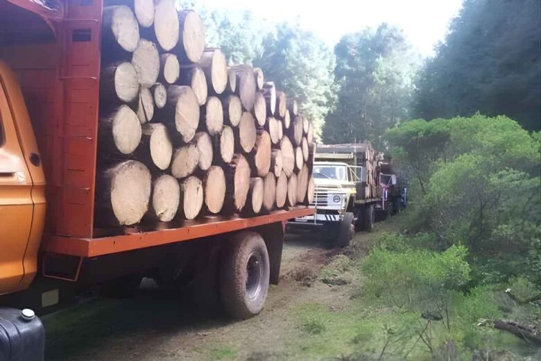 Director de Seguridad Pública de Contepec, Michoacán resultó herido durante un operativo contra talamontes; aseguraron 46 rollos de madera y detuvieron a cinco presuntos implicados