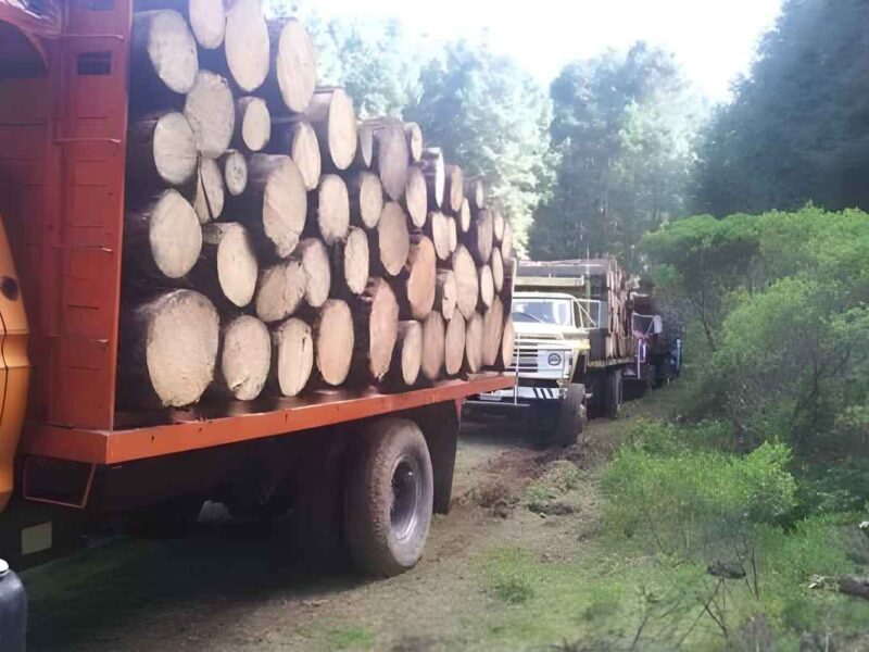 Director de Seguridad Pública de Contepec, Michoacán resultó herido durante un operativo contra talamontes; aseguraron 46 rollos de madera y detuvieron a cinco presuntos implicados