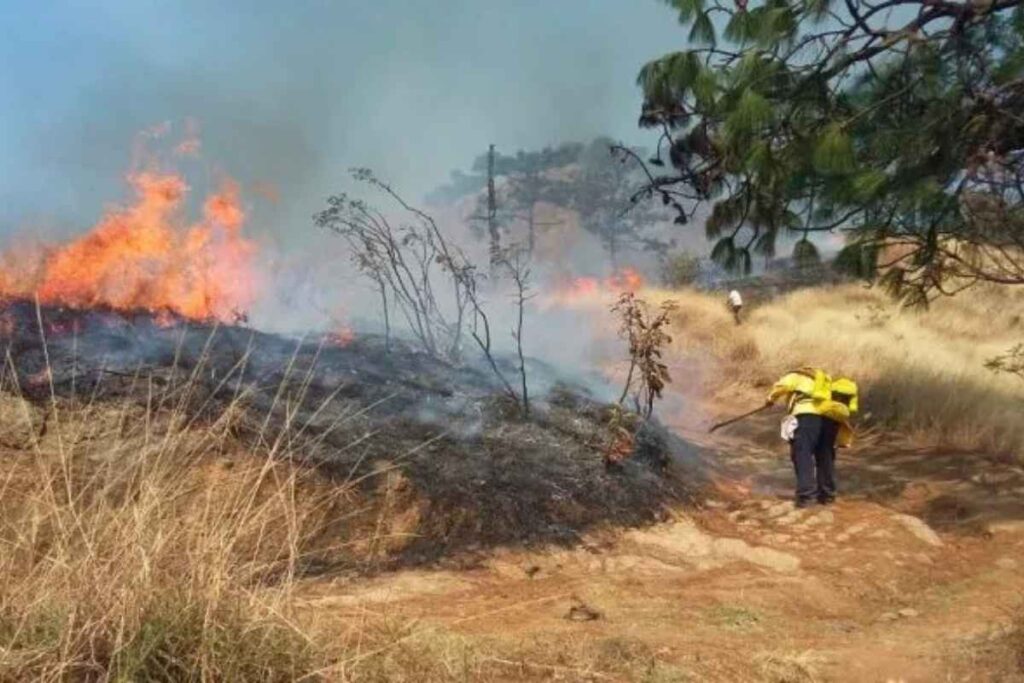 Incendio forestal arrasa bosques en Uruapan, Tancítaro y Lombardía; más de mil hectáreas quemadas, voluntarios combaten el fuego y zonas permanecen en peligro 2