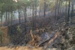 Incendios provocados devastan bosques y amenazan comunidades en Uruapan y Tancítaro