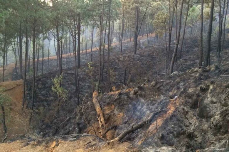 Incendio forestal arrasa bosques en Uruapan, Tancítaro y Lombardía; más de mil hectáreas quemadas, voluntarios combaten el fuego y zonas permanecen en peligro 1