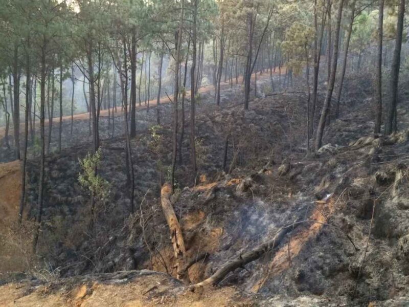 Incendio forestal arrasa bosques en Uruapan, Tancítaro y Lombardía; más de mil hectáreas quemadas, voluntarios combaten el fuego y zonas permanecen en peligro 1