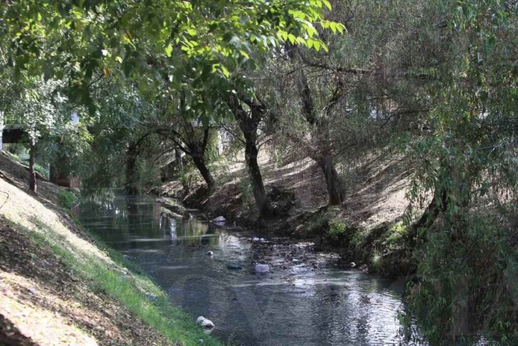 Conservación de árboles en obras del Río Chiquito, Morelia