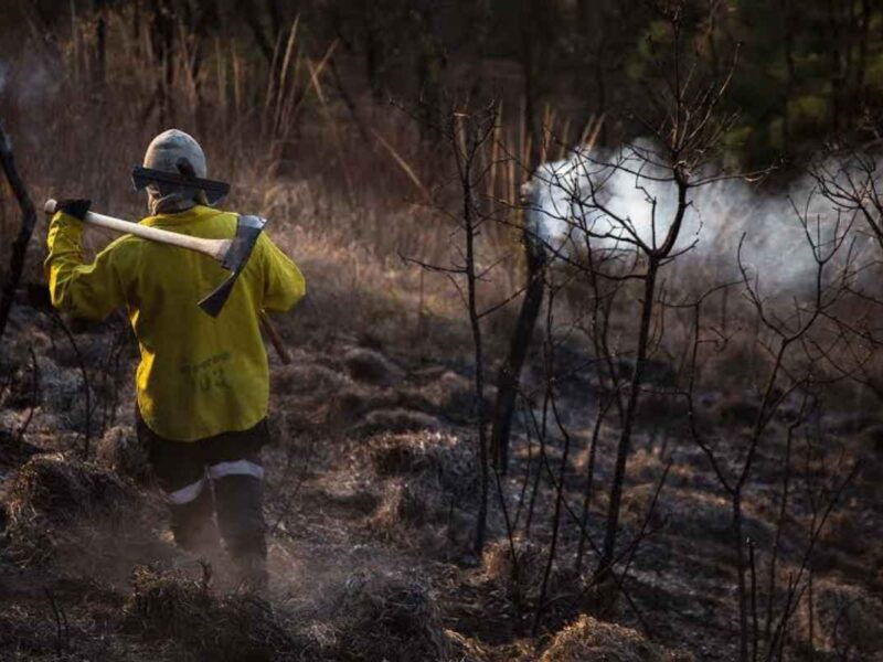 Diputado del PRI solicita veda de 40 años a tierras incendiadas en Michoacán para evitar cambio de uso de suelo a cultivos de aguacate y otros fines agrícolas ilegales