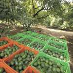 Conafor a favor de los operativos contra huertas de aguacate en Michoacán