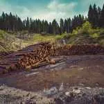 60 mil hectáreas de bosque se perdían anualmente por deforestación en Michoacán