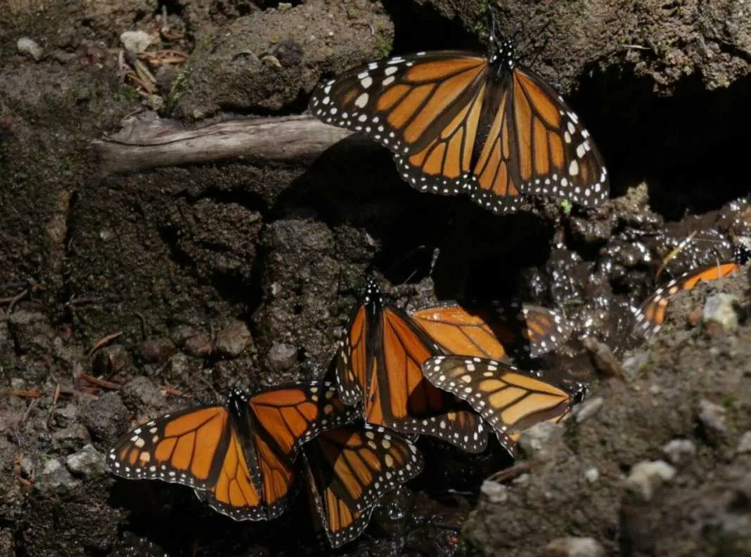 Conservación de la Monarca en Michoacán, ejemplo nacional