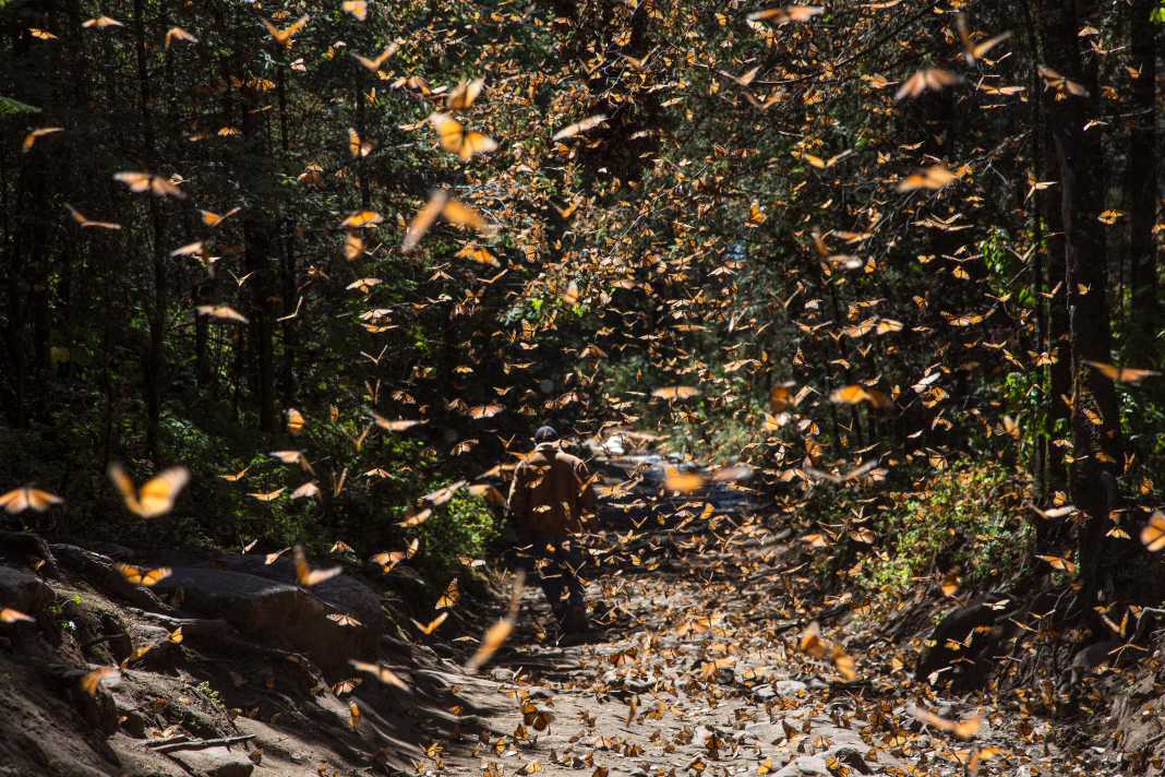 ¿No tienes plan? Ya abrieron santuarios de Mariposa Monarca ¡visítalos!