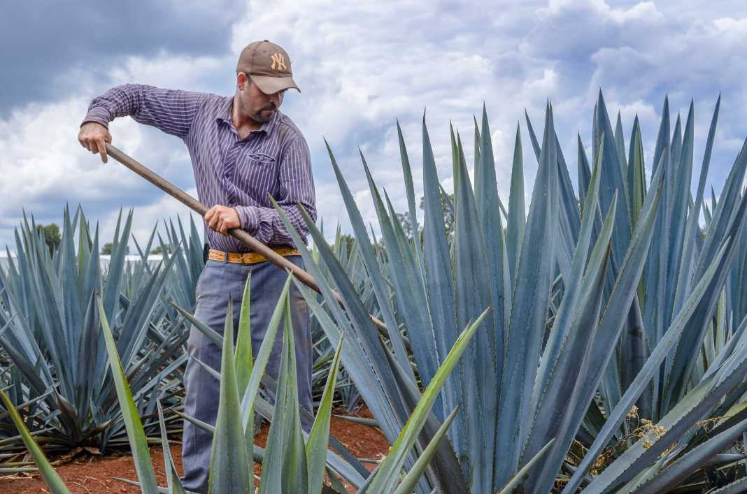 Falta más apoyo a mezcaleros morelianos; sólo uno cuenta con certificación