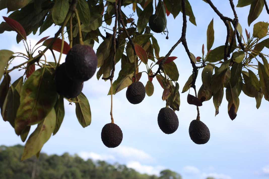 Apenas desmanteladas 5 de 168 huertas ilegales de aguacate en Morelia