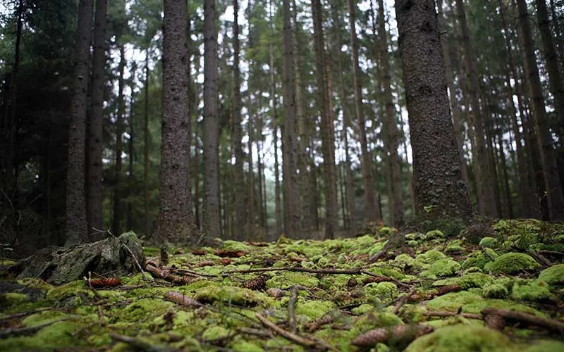 Reforma ambiental de Silvano "privatiza" áreas naturales protegidas