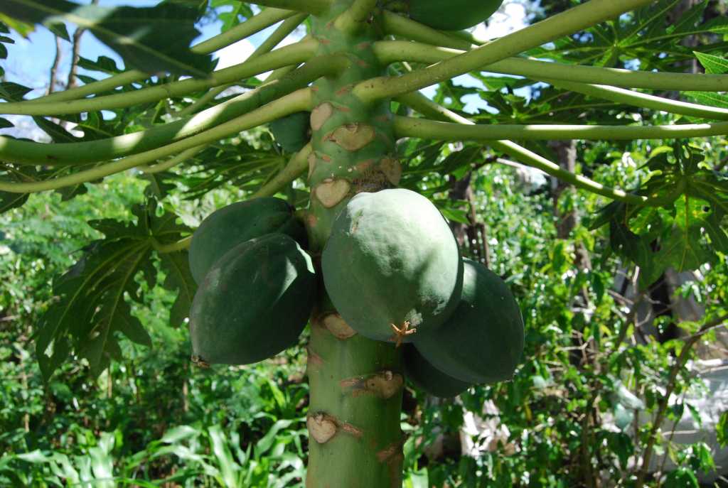 Aumenta 30 producción de papaya “Hecho en México”