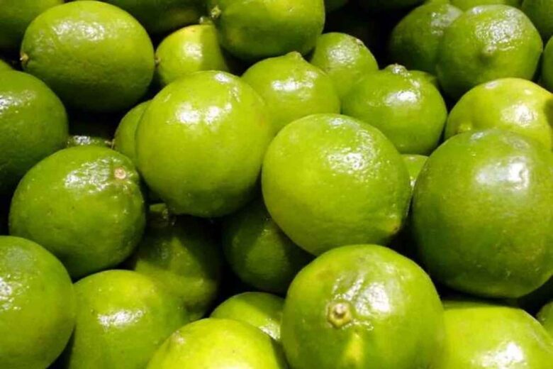 Pese al “dragón amarillo” y al “trips”, Michoacán sigue como líder nacional en producción de limón, gracias a la capacitación, control sanitario y condiciones climáticas favorables
