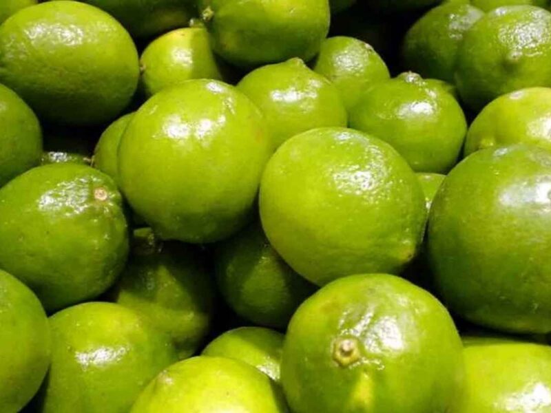 Pese al “dragón amarillo” y al “trips”, Michoacán sigue como líder nacional en producción de limón, gracias a la capacitación, control sanitario y condiciones climáticas favorables