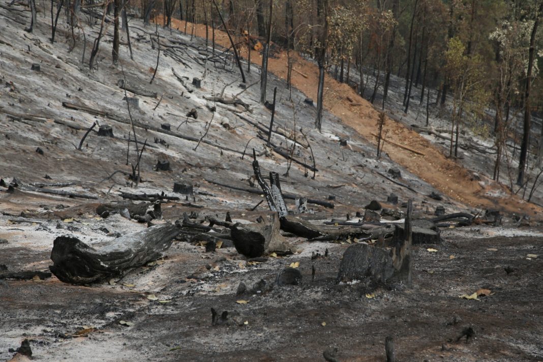 Culpan a fumadores de incendios forestales en Michoacán