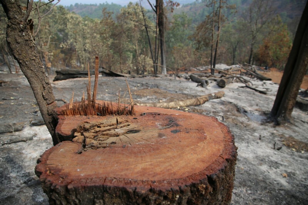 Reporta Michoacán 681 incendios forestales