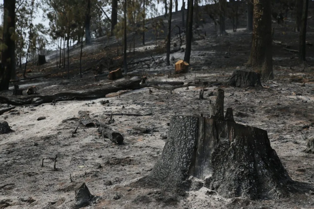 Lanzarán Campaña Nacional contra Incendios Forestales