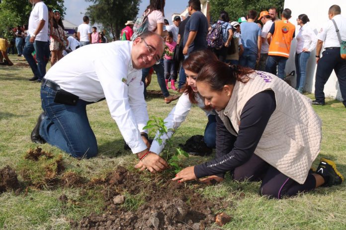 reforestacion