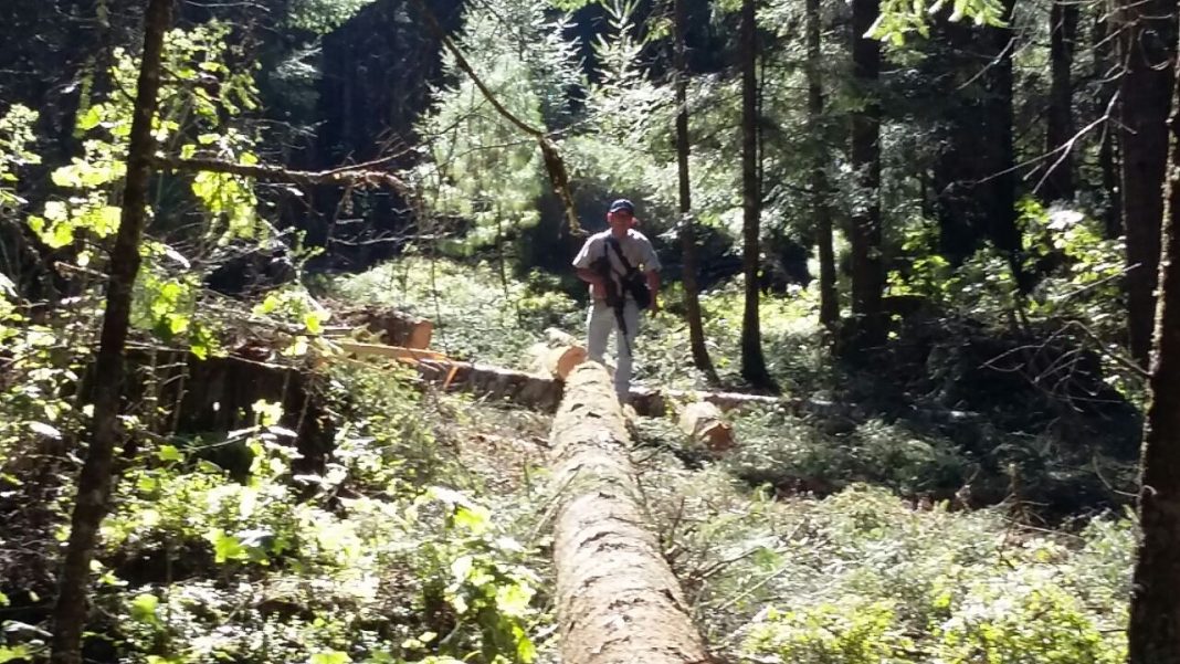 Buscan pena a quien use material orgánico forestal
