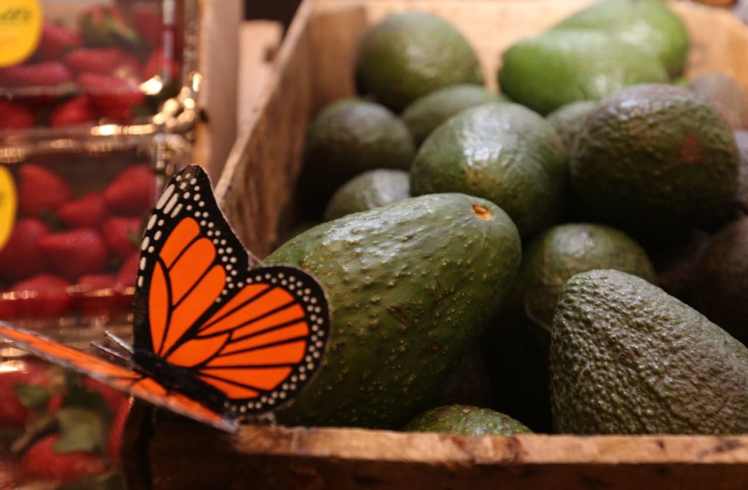 Recomiendan nutriólogos del IMSS consumir aguacate diario