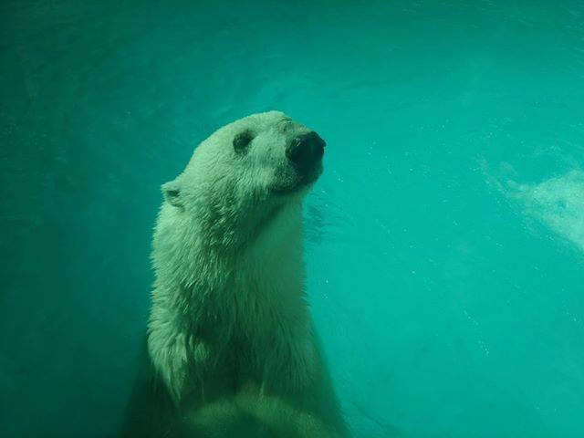 Zoológico deberá informar qué procederá con el cuerpo de Yupik