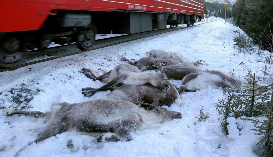 Trenes matan a 106 renos