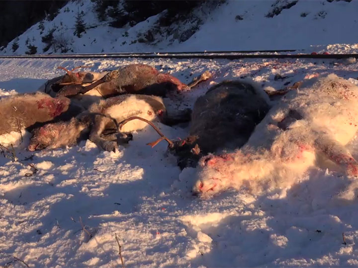 Trenes matan a 106 renos