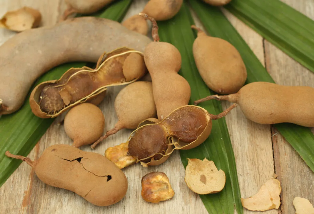 El tamarindo, dulce y terapéutico