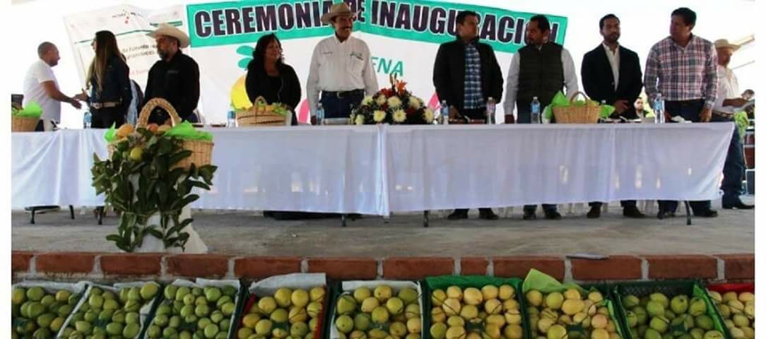 Exportarán 20 toneladas de guayaba a EUA