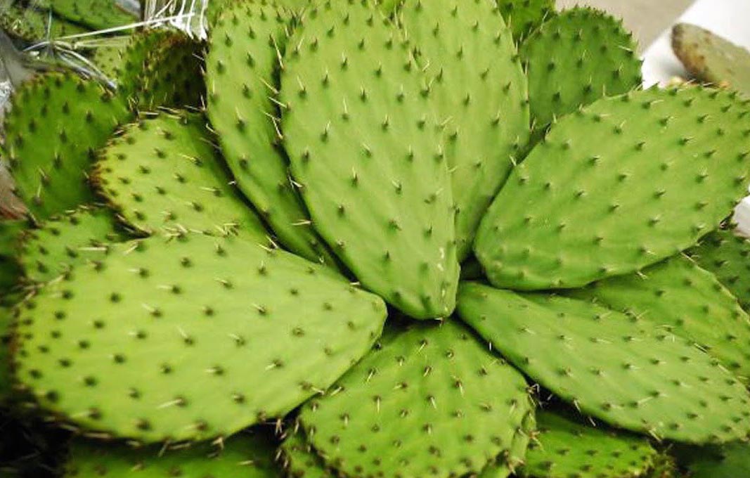 Mexicana crea plástico biodegradable a base de nopal