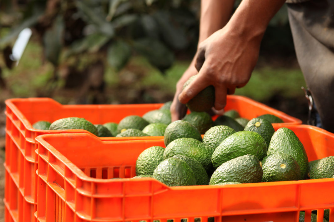 En Morelos apoyarán a productores de agucate