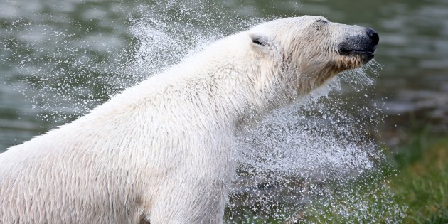 Yupik a días de ser trasladada a Inglaterra