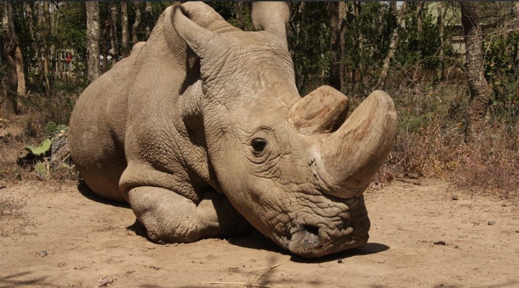 Muere el último rinoceronte blanco macho del mundo