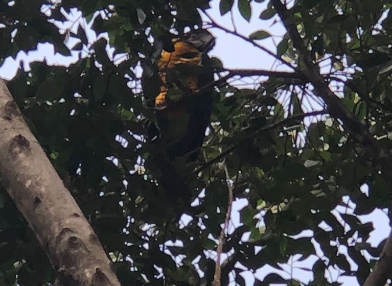 Escapa guacamaya encontrada en Morelia