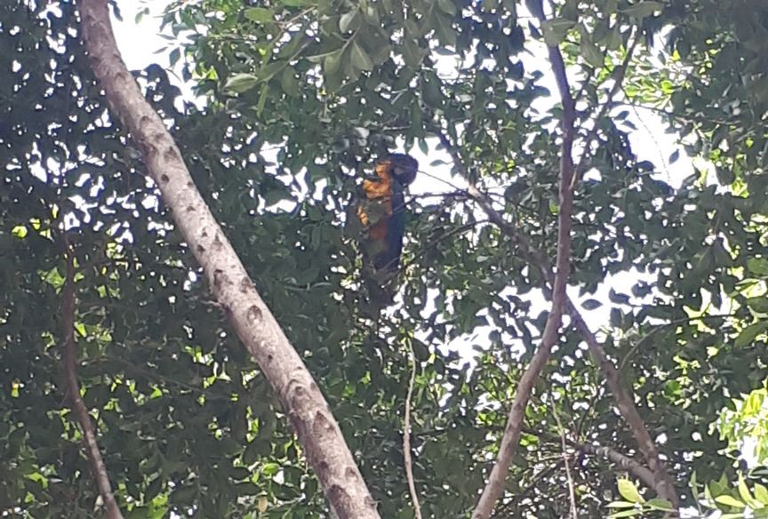 Hallan guacamaya atrapada en Morelia