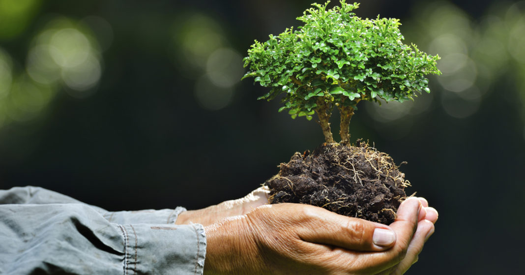 Artistas a favor del medio ambiente