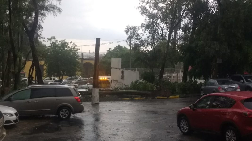 Por lluvia, cae árbol sobre café de avenida Camelinas