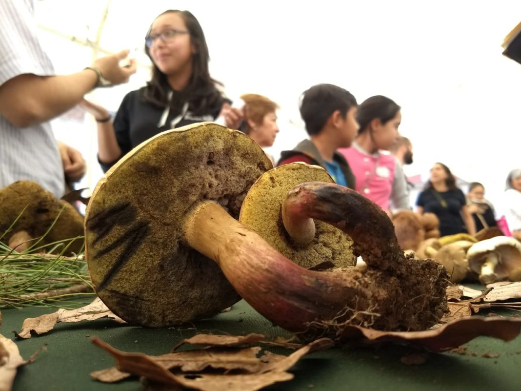 Exposición de Hongos, busca concientizar a michoacanos