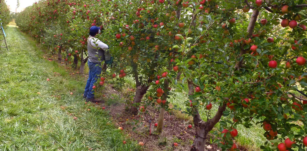 Fruticultores de Jeráhuaro denuncian abandono y falta de apoyo