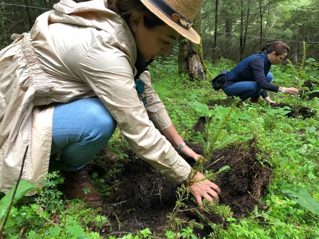 30 mil arbolitos reforestaron la Sierra Chincua