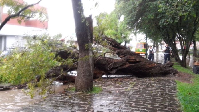 IMG-20180809-WA0116 Lesionado por caída de árbol y autos varados, saldo de fuerte lluvia