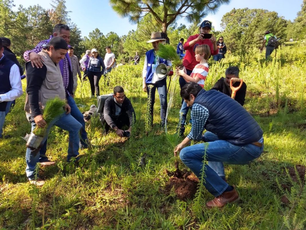 Morelia reforestó más de 700 mil árboles