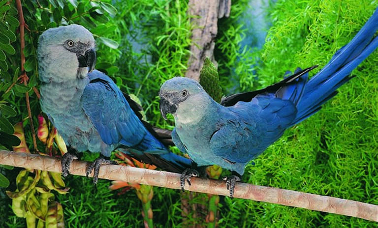 Brasil se queda sin Guacamayo de Spix