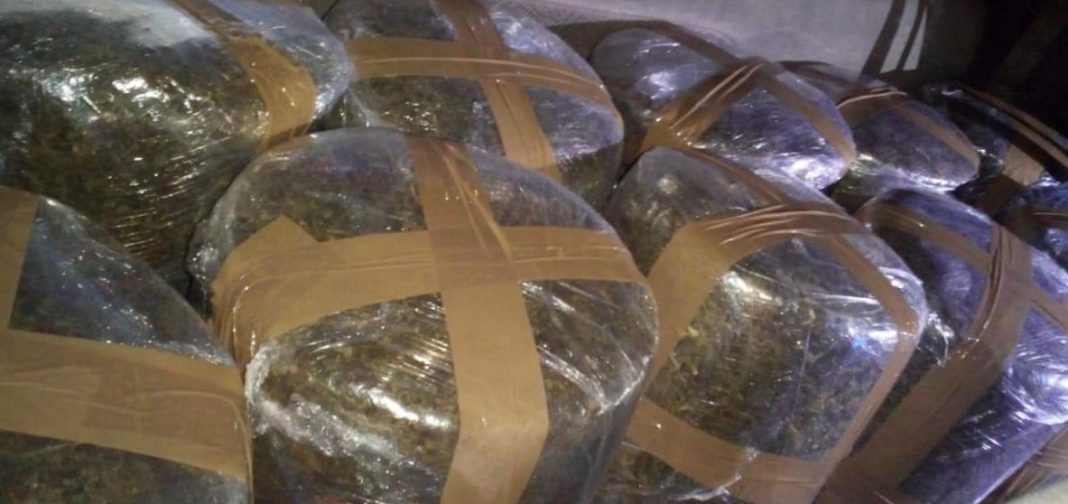 Asegura SSP 80 kilos de marihuana en Acuitzio