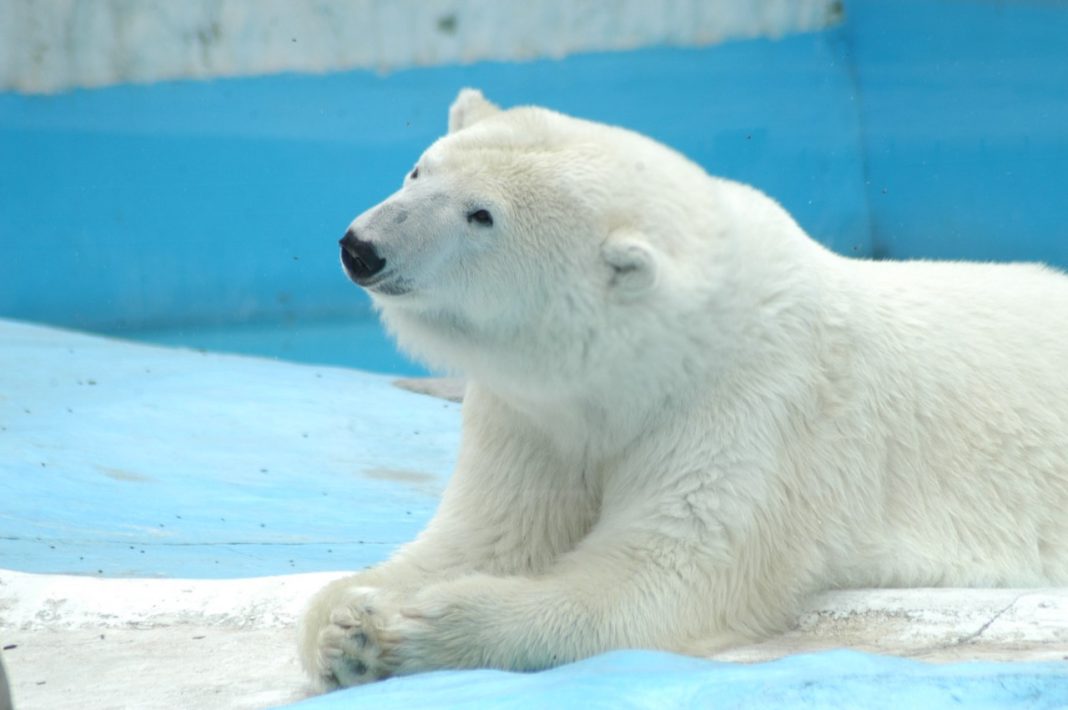 Fallece la osa Yupik, a los 27 años de edad