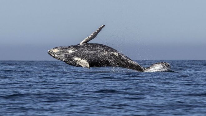 Condena organización al gobierno de Japón por reanudar caza de ballenas