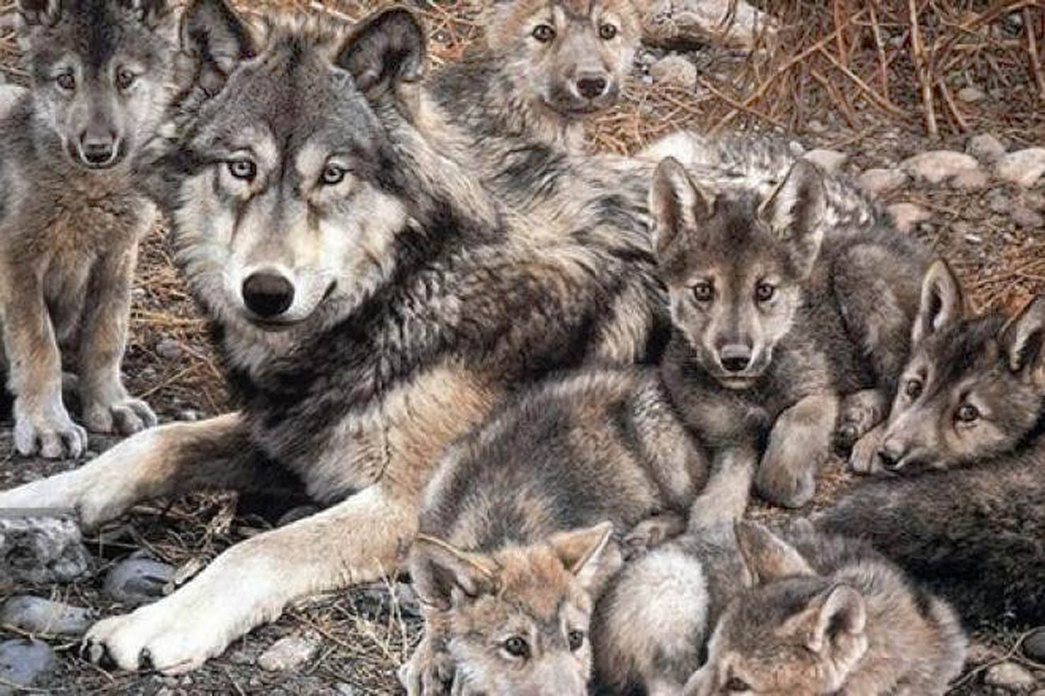 Avanza conservación del lobo gris mexicano