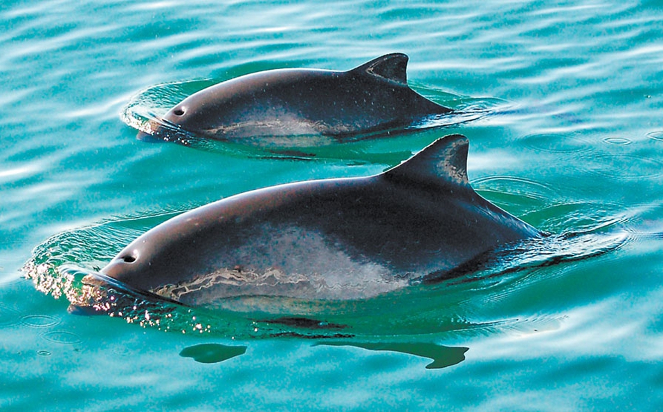 Desvío de 7.2 mdp afecta protección de vaquita marina