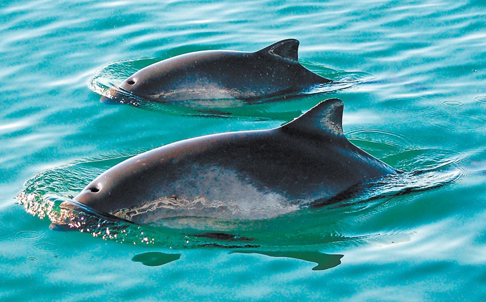 Desvío de 7.2 mdp afecta protección de vaquita marina