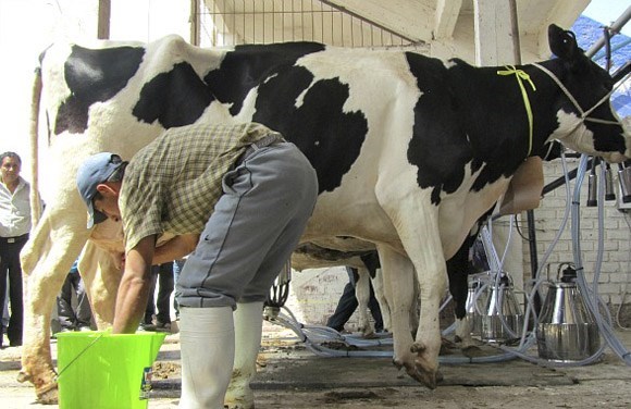 Presentará AMLO precios de garantía a productores de leche